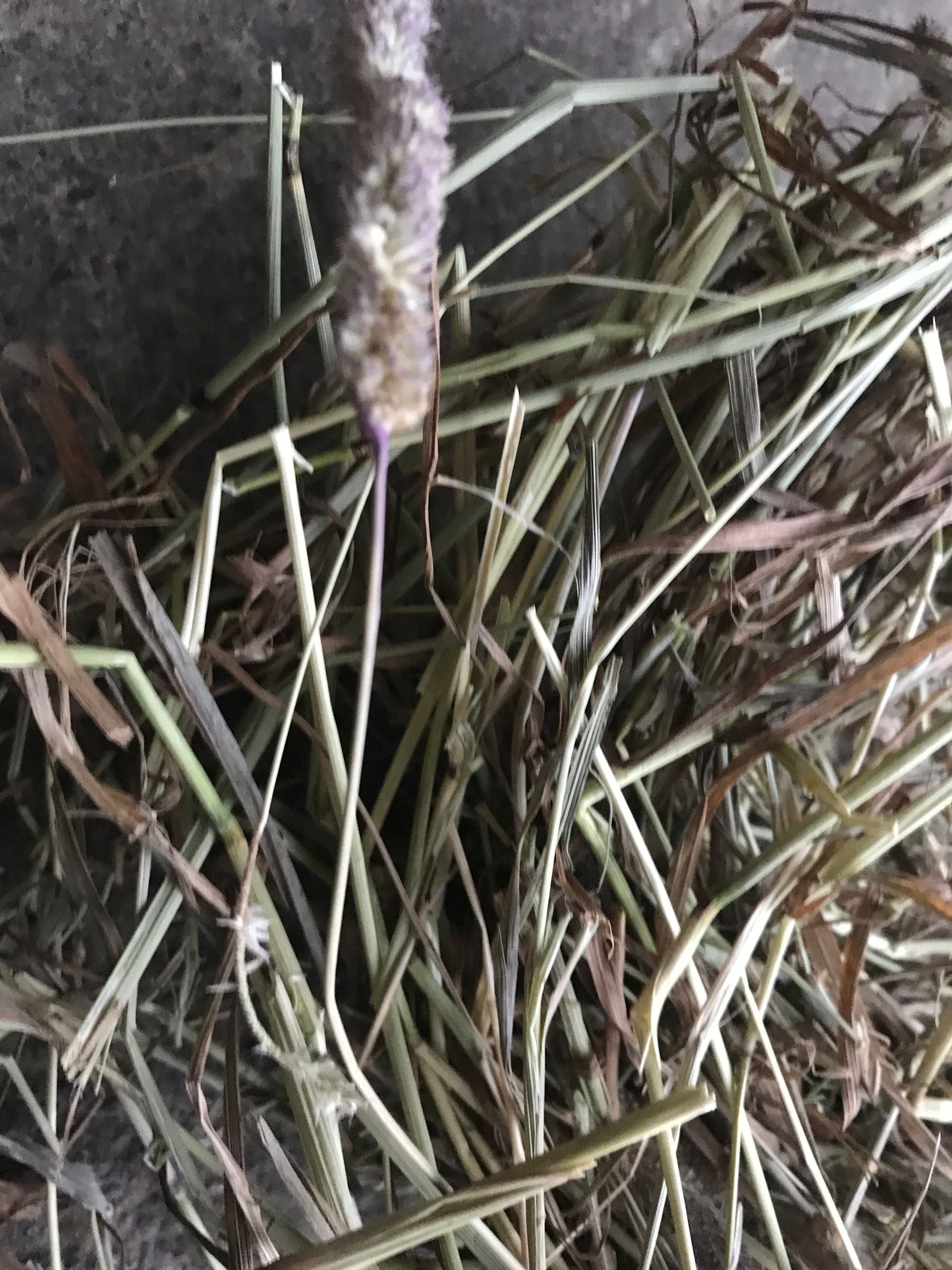 (2025) Mature/Stalky 17kg of Timothy Hay