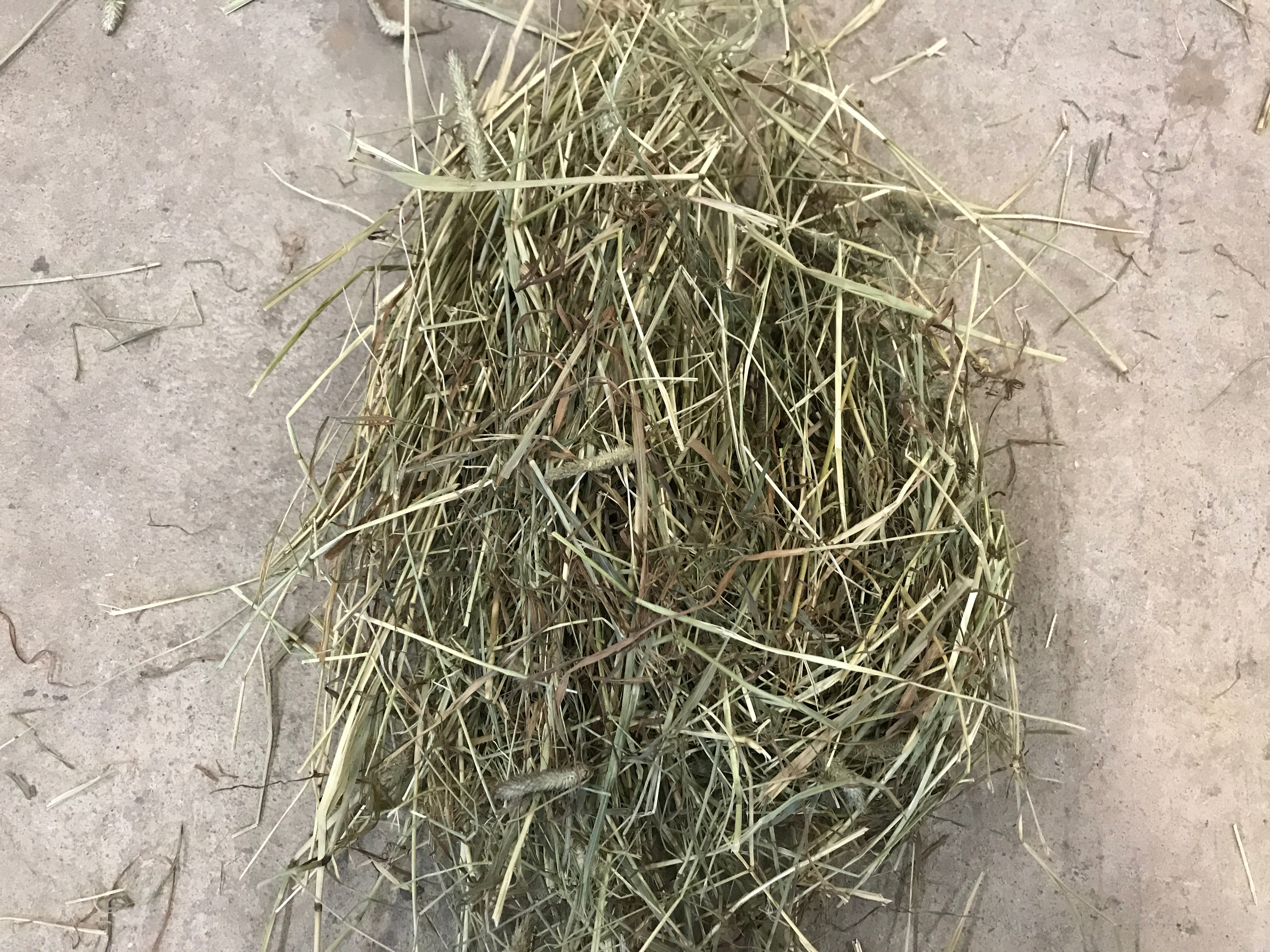 Timothyhay.co.uk - Supplying the UK with Quailty Timothy hay#N ... Timothy hay near me